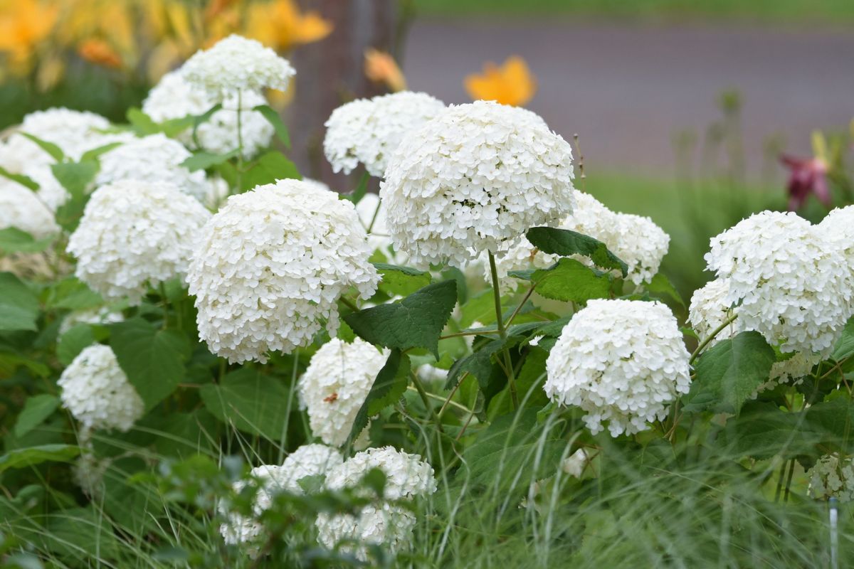 Hydrangea arborescens.jpg